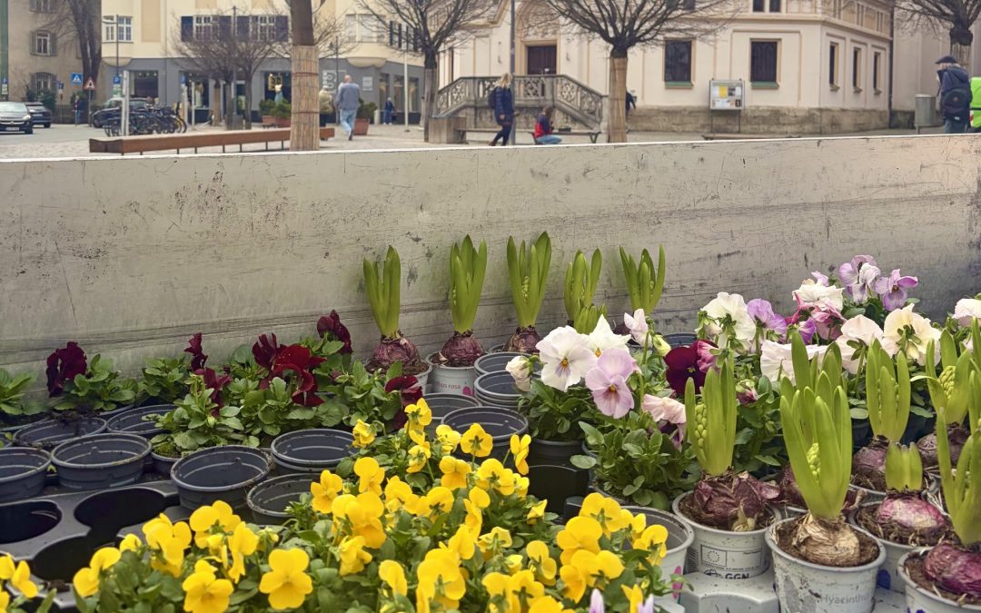 Frühjahrsbepflanzung in Rosenheim: 7.500 Blumen lassen Innenstadt rund um Max-Josefs-Platz aufblühen
