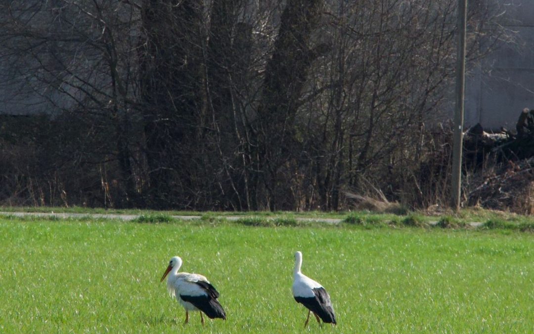 Störche in Raubling gesichtet: Frühlingsboten auf Futtersuche
