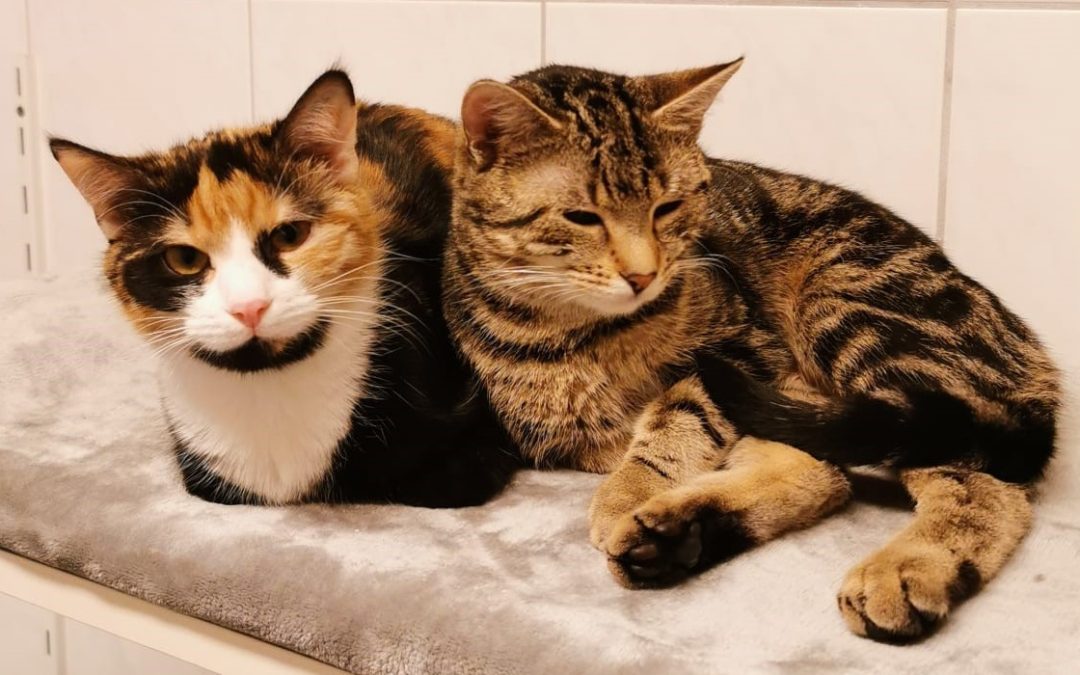 Tiere suchen ein Zuhause: Fine und Flora – Glück auf acht Pfoten