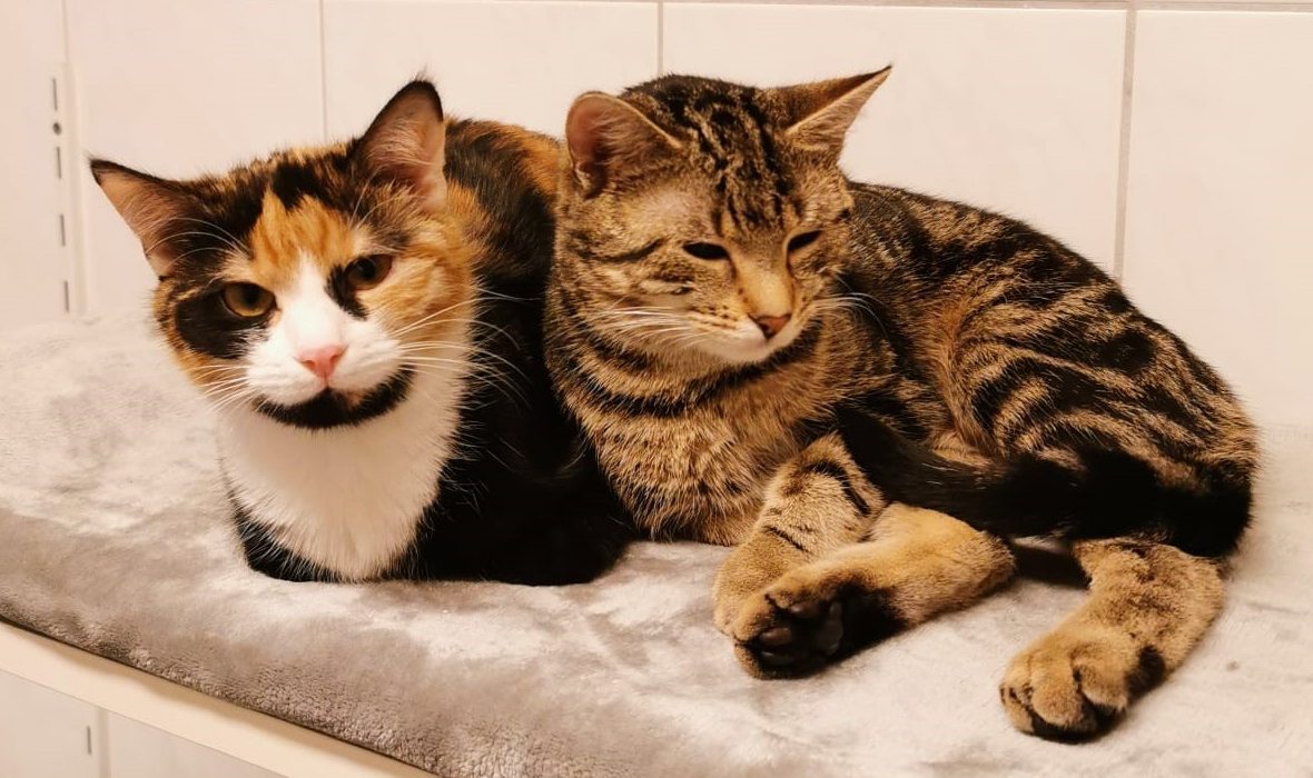 Katze-Fine-Flora Copyright Tierheim Ostermünchen, zeigt Links Fine, rechts Flora