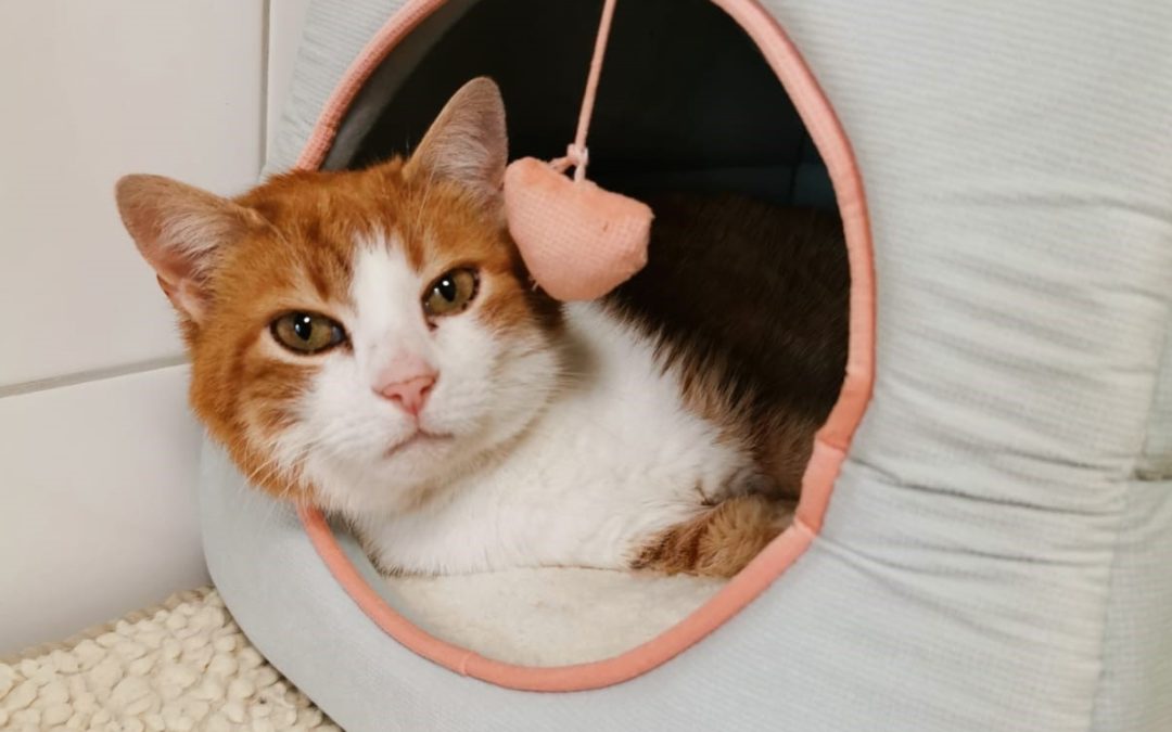 Tiere suchen ein Zuhause: Leo ein verschmuster Prinz