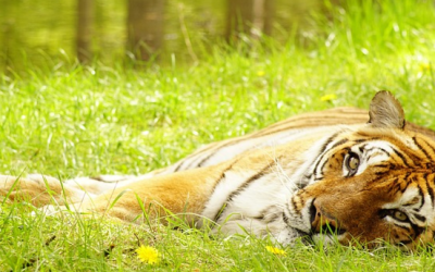 Frühling im Tierpark Hellabrunn