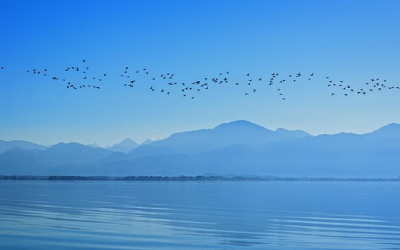 Das große Wiedersehen: Frühling bringt viele Zugvögel zurück nach Bayern