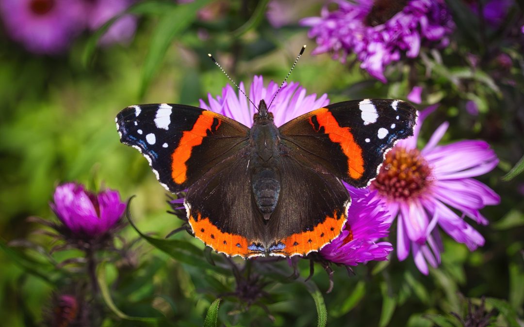 Erste Schmetterlinge im Frühling: LBV bittet um Meldungen von Admiral und Taubenschwänzchen