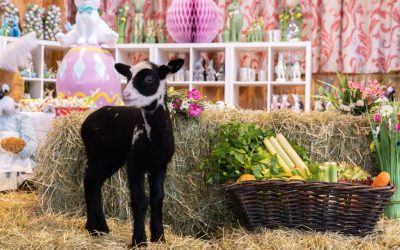 Osterzeit auf Gut Aiderbichl Iffeldorf: Frühlingserwachen für Groß und Klein