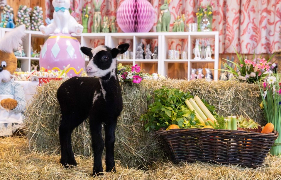 Osterzeit auf Gut Aiderbichl Iffeldorf: Frühlingserwachen für Groß und Klein