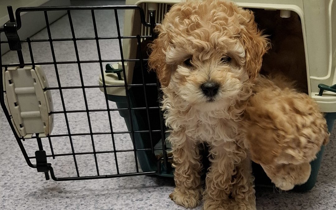 Zoll entdeckt vier Hundewelpen im Kofferraum