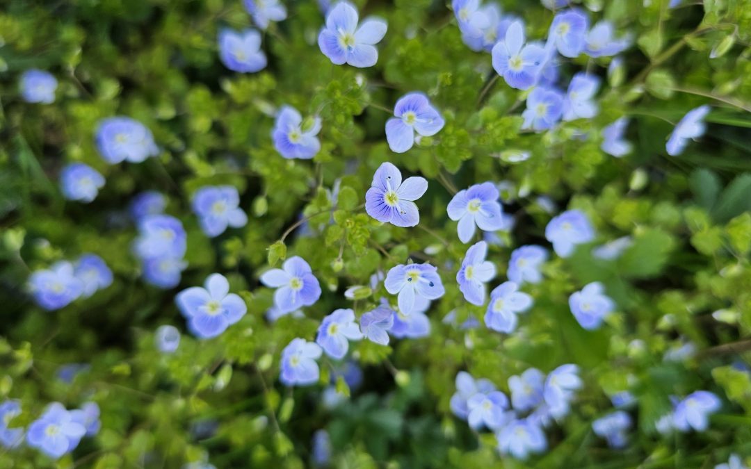 MorgenINNPULS – Schon gewusst?