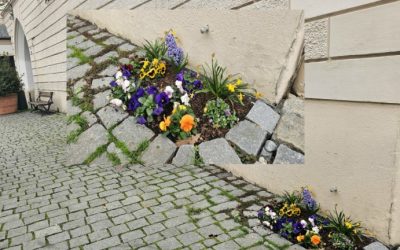 Kleine Blüten, große Wirkung – Frühlingsgrüße aus der Rosenheimer Innenstadt