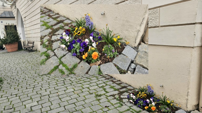 Kleine Blüten, große Wirkung – Frühlingsgrüße aus der Rosenheimer Innenstadt