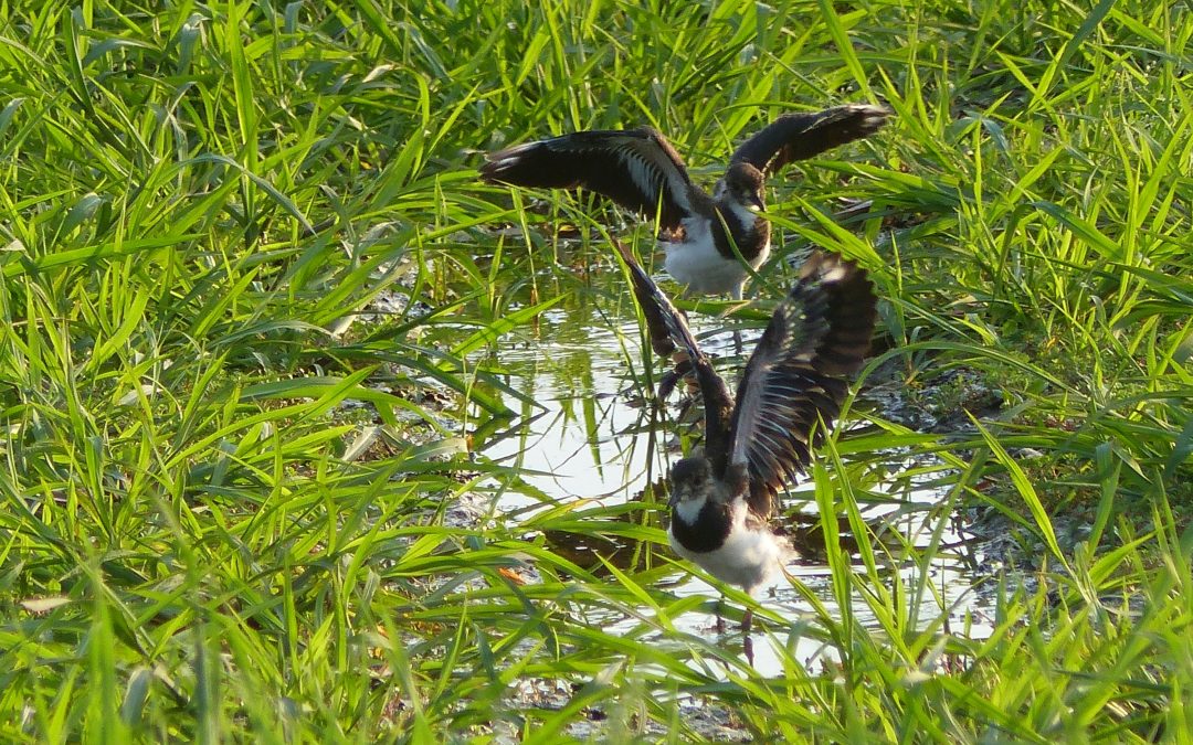 Kiebitz-Küken im Landkreis Rosenheim: Wasserstellen entscheiden über Überleben
