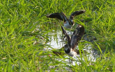 Kiebitz-Küken im Landkreis Rosenheim: Wasserstellen entscheiden über Überleben