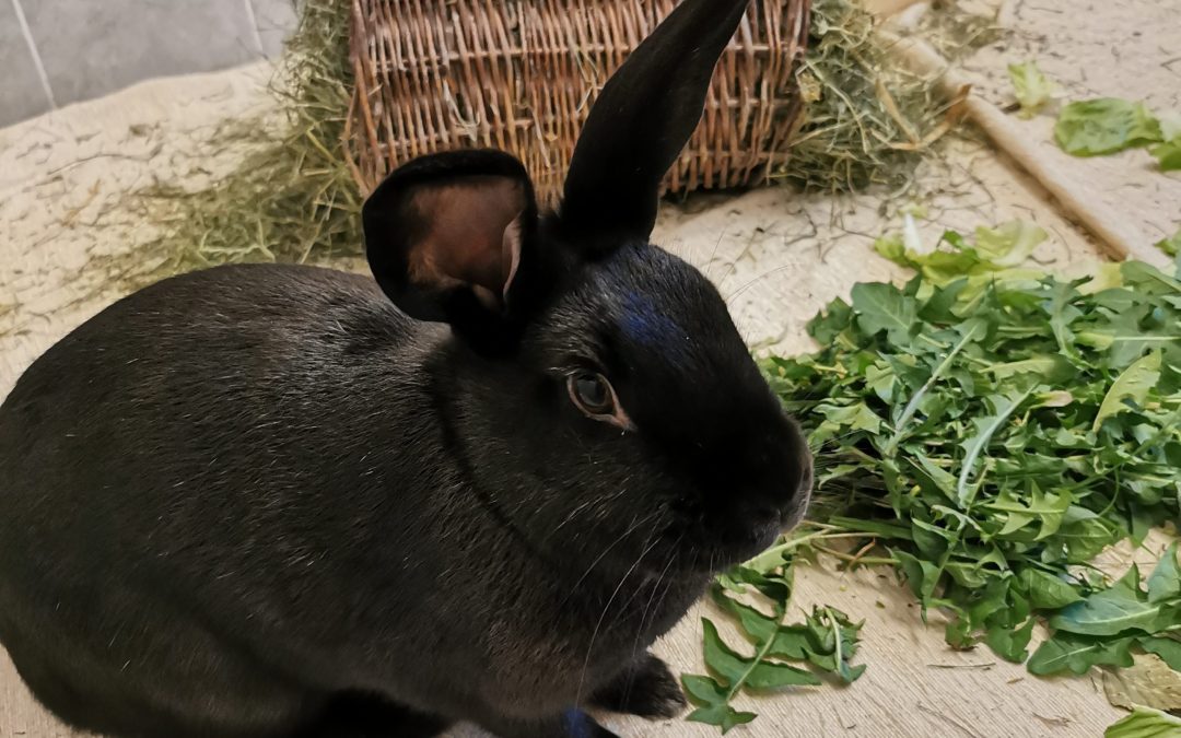 Tiere suchen ein Zuhause: Simmerl – Bonni ein neugieriges Kaninchen