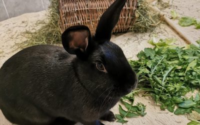Tiere suchen ein Zuhause: Simmerl – Bonni ein neugieriges Kaninchen