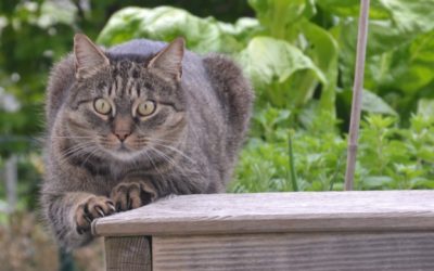 Katzenkrallen: Warum Samtpfoten scharfe Werkzeuge haben