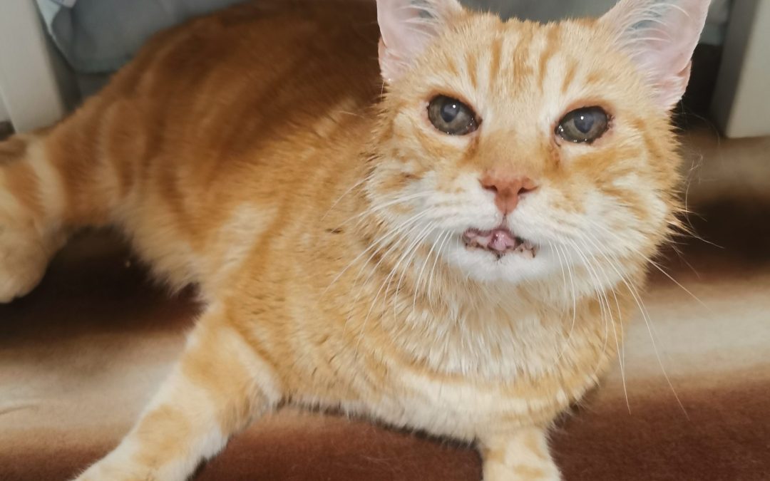 Tiere suchen ein Zuhause: Simmerl – Ein verschmuster Kater