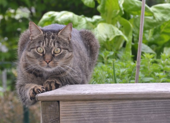 Katzenkrallen: Warum Samtpfoten scharfe Werkzeuge haben