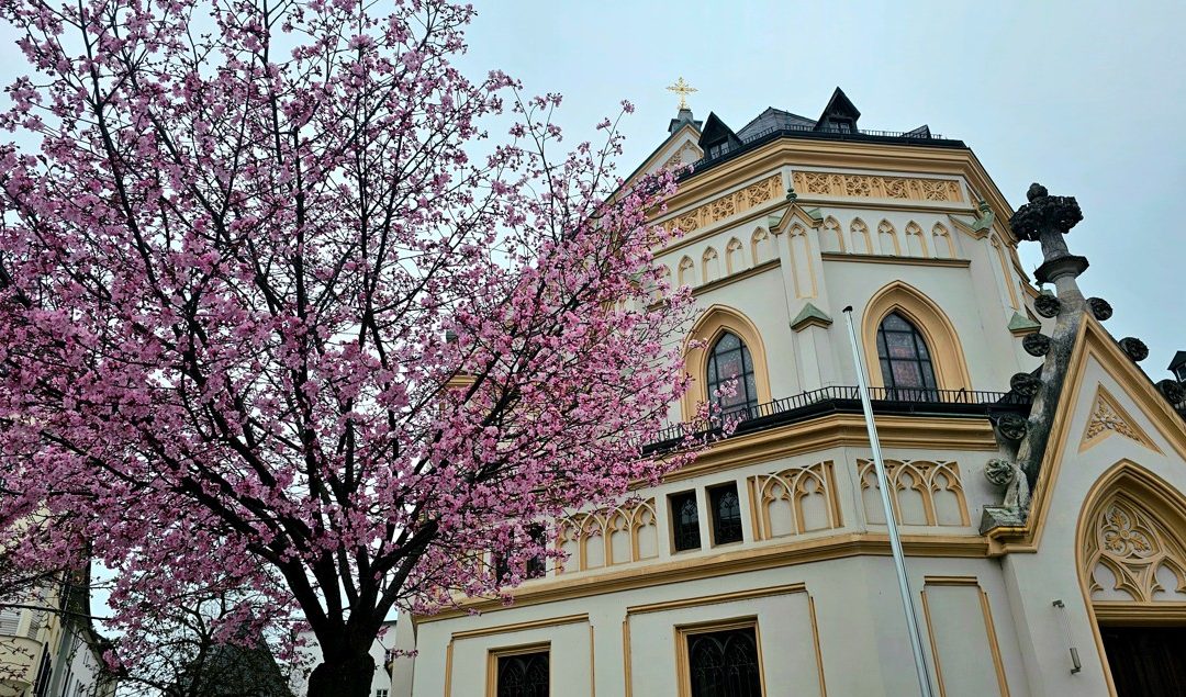 Rosenheim blüht auf: Sakura am Ludwigsplatz