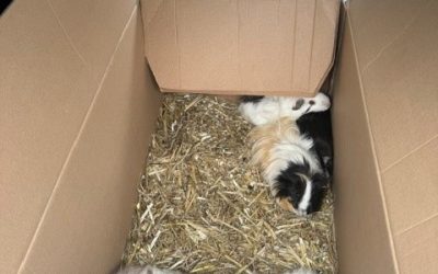 20 Meerschweinchen an Bushaltestelle in Söchtenau ausgesetzt