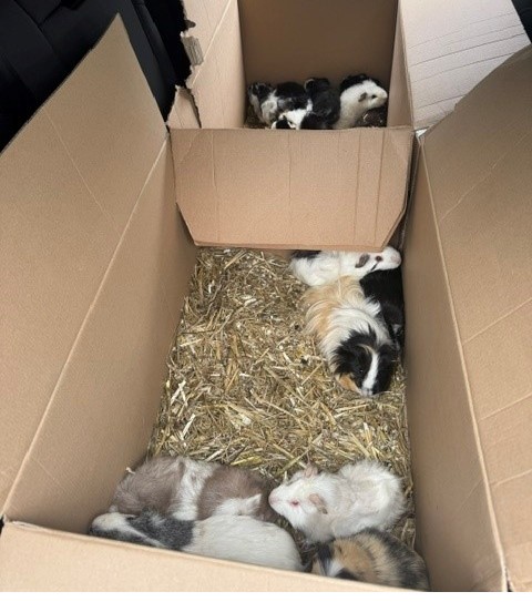 20 Meerschweinchen an Bushaltestelle in Söchtenau ausgesetzt