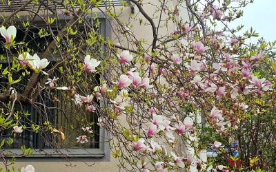 Wenn die Magnolien Rosenheim verzaubern: 10 überraschende Fakten über eine uralte Blütenpracht