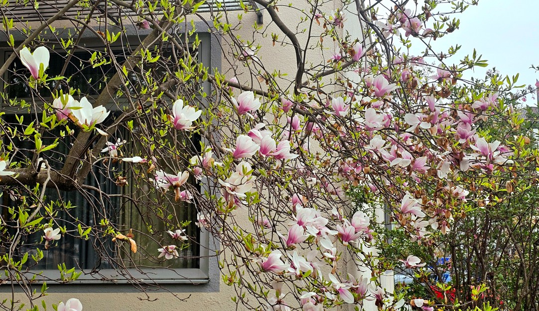 Magnolie April 2026 Magnolie 2026. Foto: Josefa Staudhammer