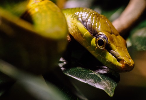 Schlangen als Heimtiere: Viel Ruhe, wenig Bewegung – und oft Missverständnisse