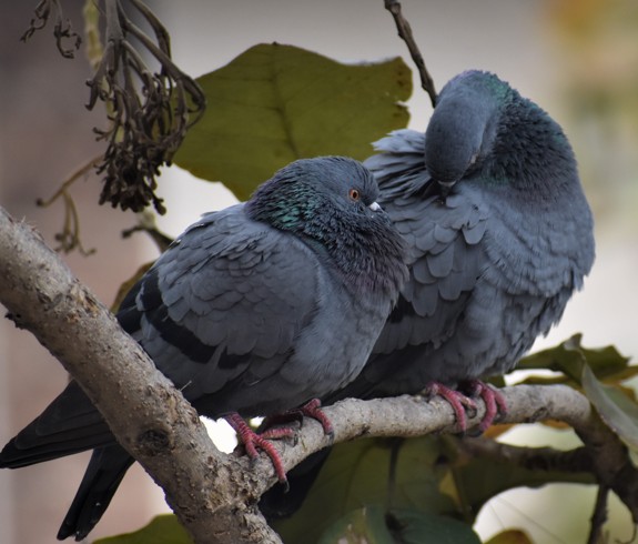 Die unterschätzten Stadtbewohner- 10 überraschende Fakten über Stadttauben