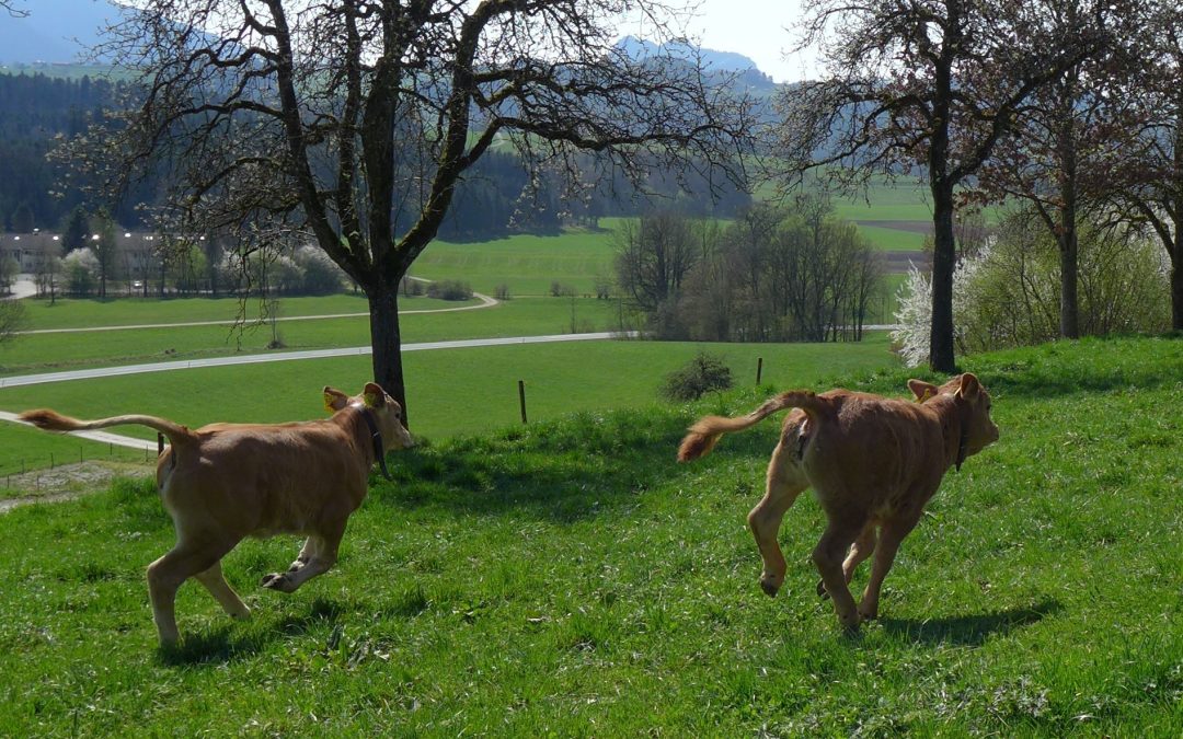 „Der Weide gehört die Zukunft“ – Infotag für Landwirte