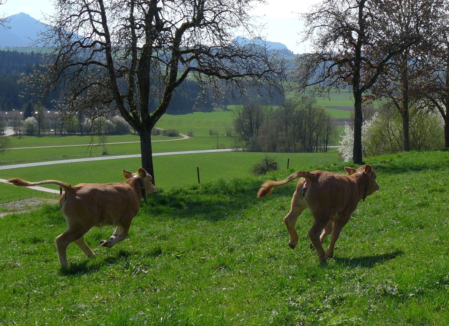 Weidetag Kälber rennen über Weide. Foto: AELF Holzkirchen
