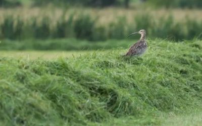 LBV zeichnet Landwirte für Schutz des Großen Brachvogels aus