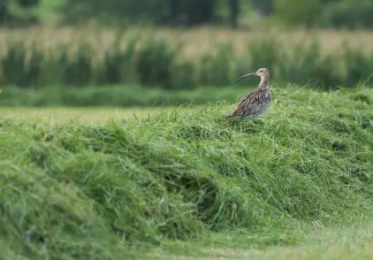 LBV zeichnet Landwirte für Schutz des Großen Brachvogels aus