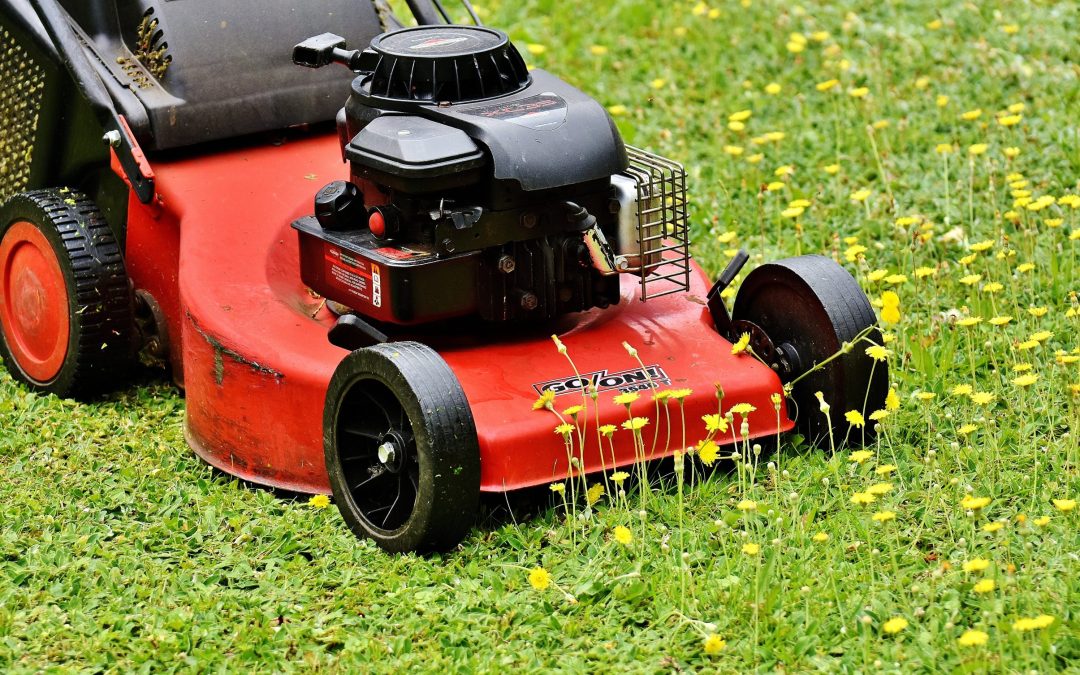 Mähfreier Mai: Weniger Rasenmähen bringt mehr Artenvielfalt in den Garten