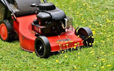 Mähfreier Mai: Weniger Rasenmähen bringt mehr Artenvielfalt in den Garten