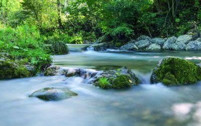 Wildkräuterwanderung durch das Priener Eichental