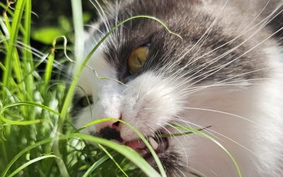 MorgenINNPULS – Schon gewusst?