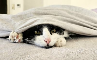 MorgenINNPULS – Schon gewusst?