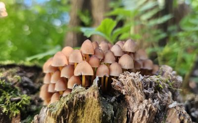 MorgenINNPULS – Schon gewusst?