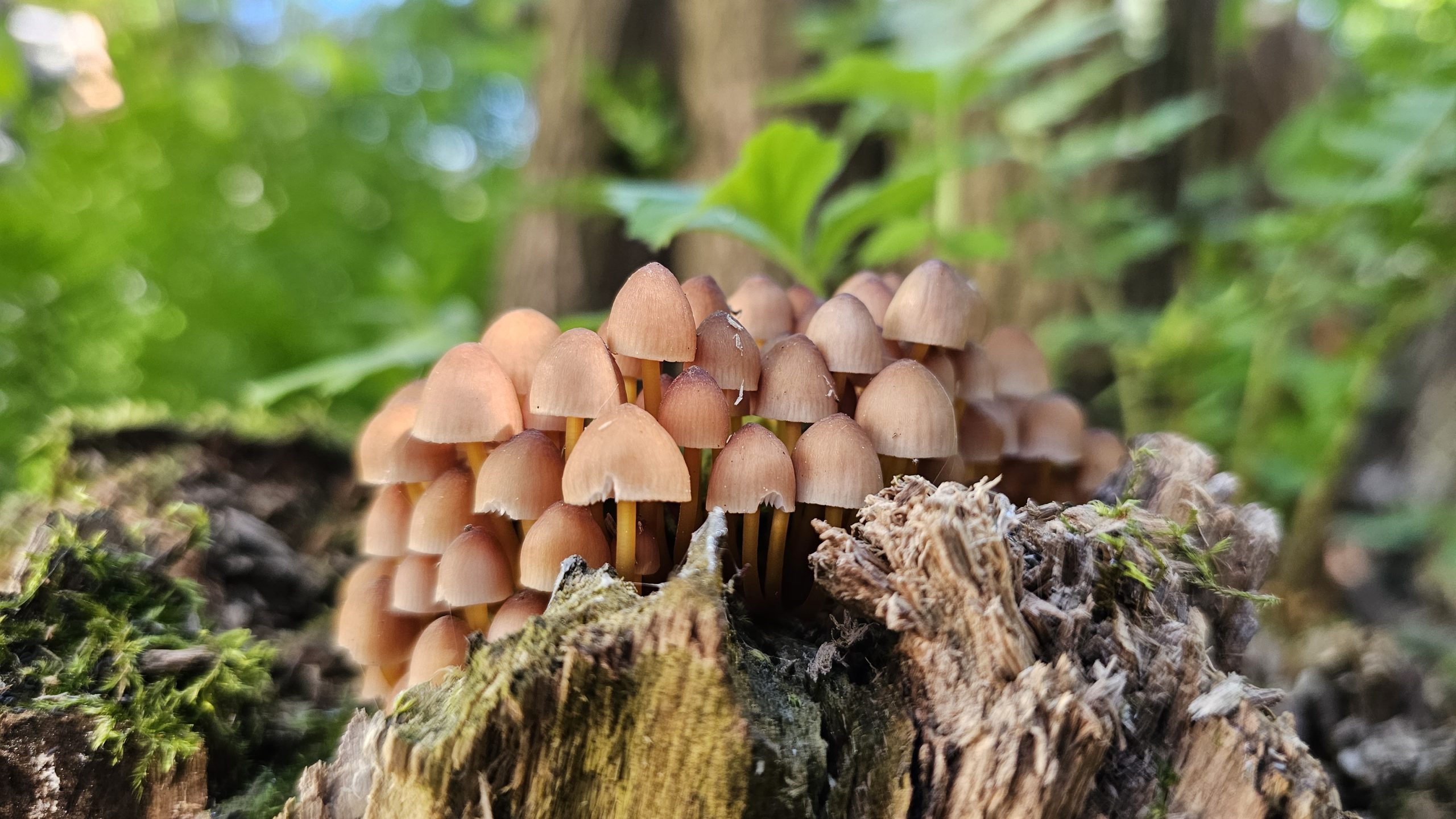 Pilze Pilze Copyright Josefa Staudhammer