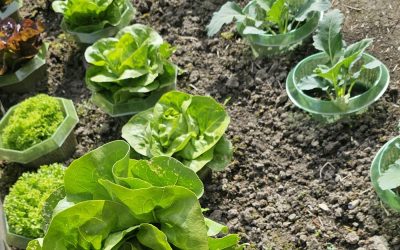 Frühlingsernte in Rosenheim: Hausgarten fördert Nachhaltigkeit, Gesundheit und Regionalität
