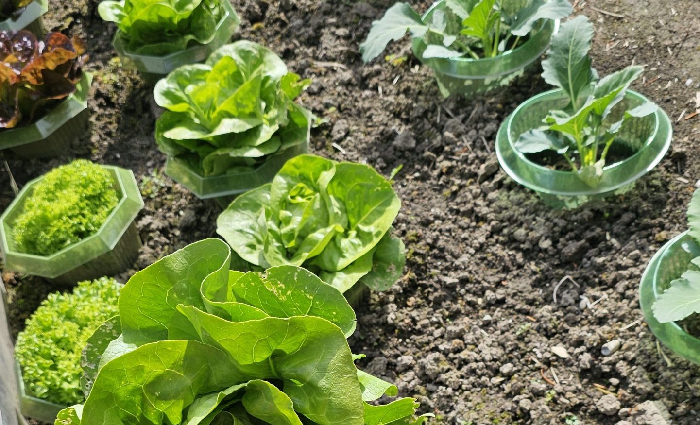 Salat, Anbau, Salat auf einem Feld angebaut Copyright Josefa Staudhammer