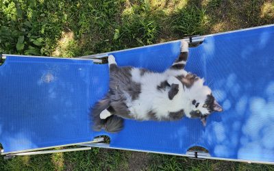 Kater Gimli weiß, wie Sommer geht: Bauch nach oben und bloß keinen Stress