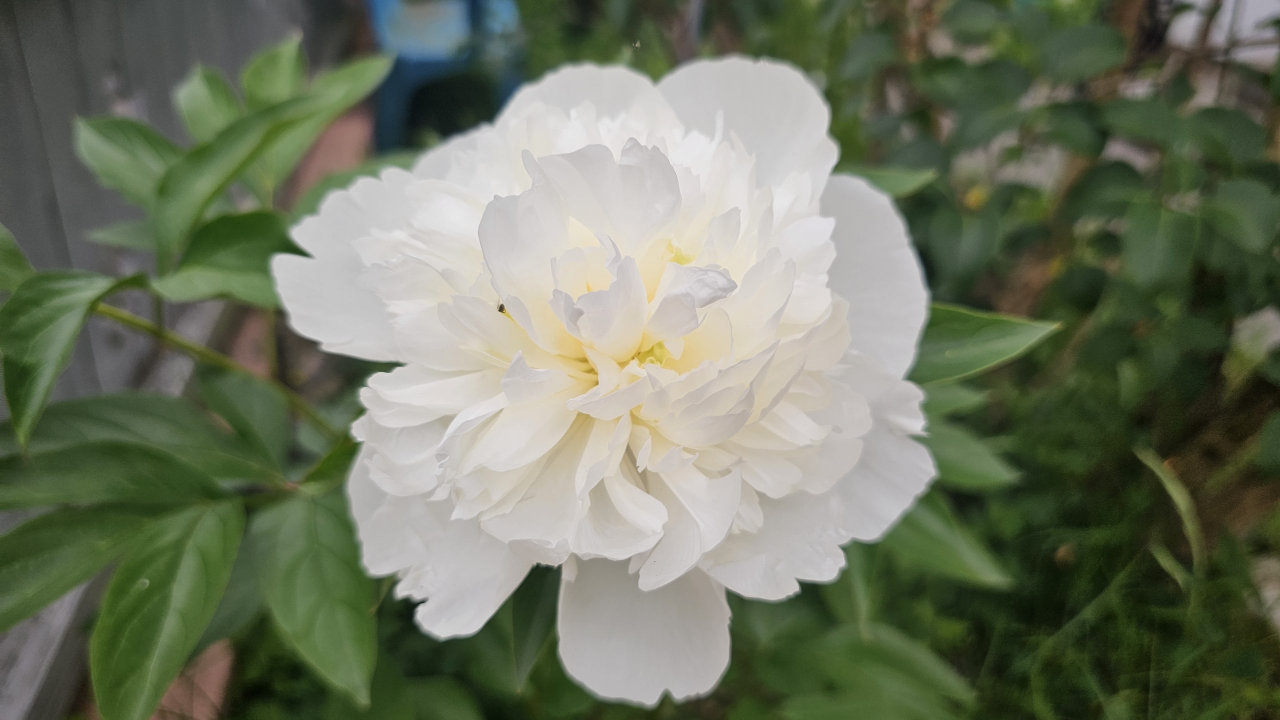 Pfingstrose Blume Weiße Pfingstrose