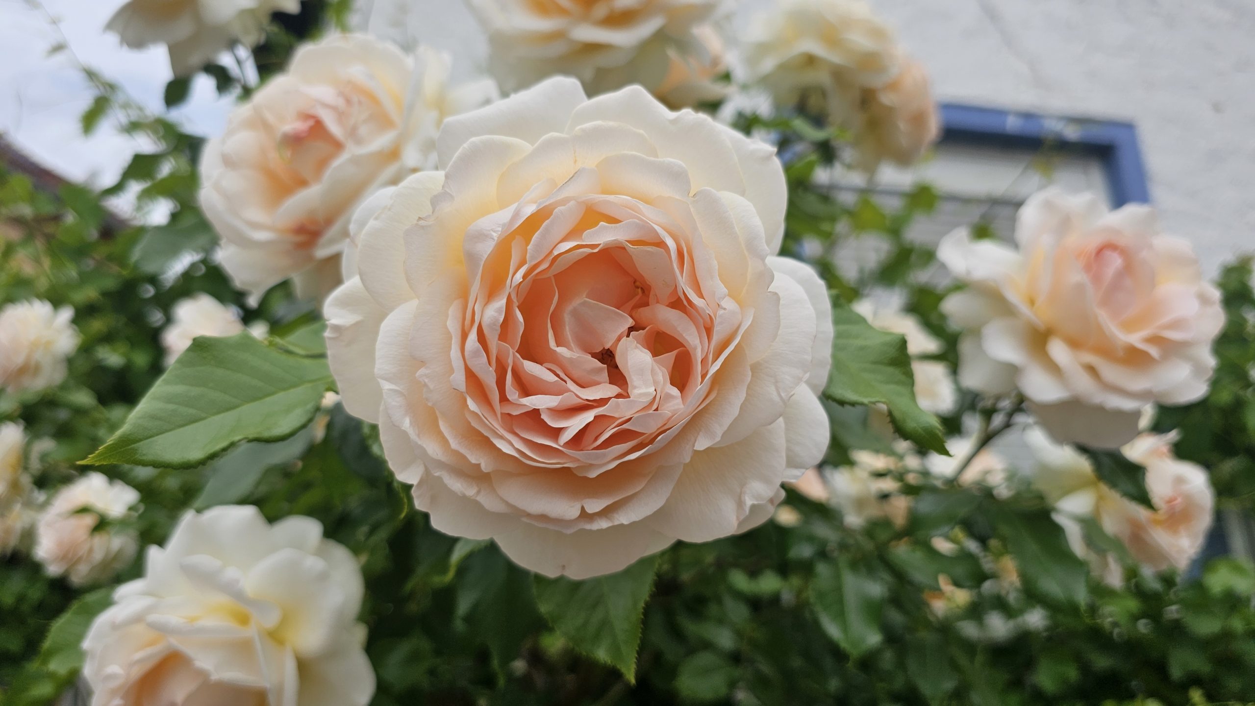 Rose Blume Eine Rose. Foto re