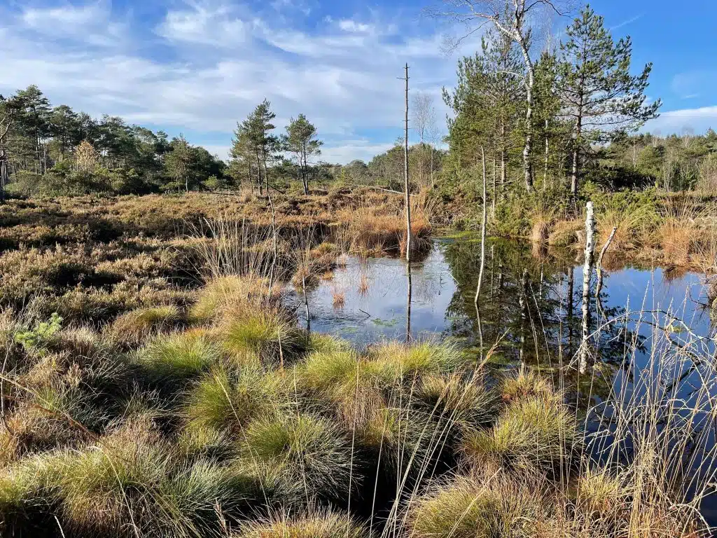 Ahamer-Filze_Landratsamt-Rosenheim-1024×768 Moorlandschaften wie die Ahamer Filze speichern große Mengen Wasser und Kohlendioxid und bieten zahlreichen seltenen Tier- und Pflanzenarten Lebensraum. Foto: Landratsamt Rosenheim