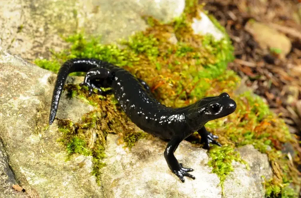 Einzigartig in den Alpen:  der Alpensalamander im Landkreis Rosenheim