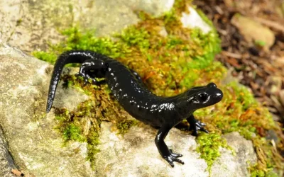 Einzigartig in den Alpen:  der Alpensalamander im Landkreis Rosenheim