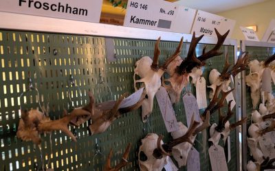 Hegeschau und Jahreshauptversammlung des Bayerischen Jagdverbands in Palling