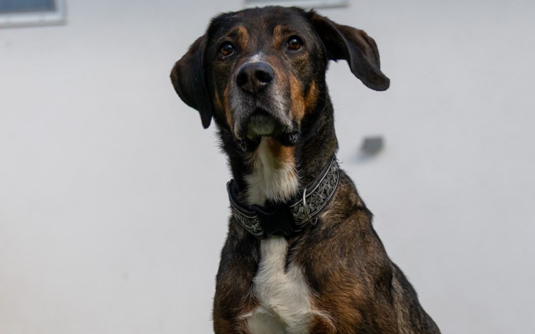 Tiere suchen ein Zuhause: Happy – ein freundlicher Mischlingsrüde