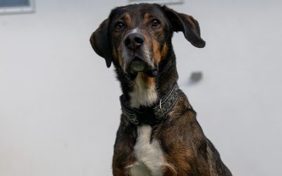 Tiere suchen ein Zuhause: Happy – ein freundlicher Mischlingsrüde